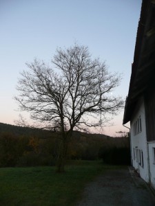 Praxisbaum 2 Praxisbaum 2